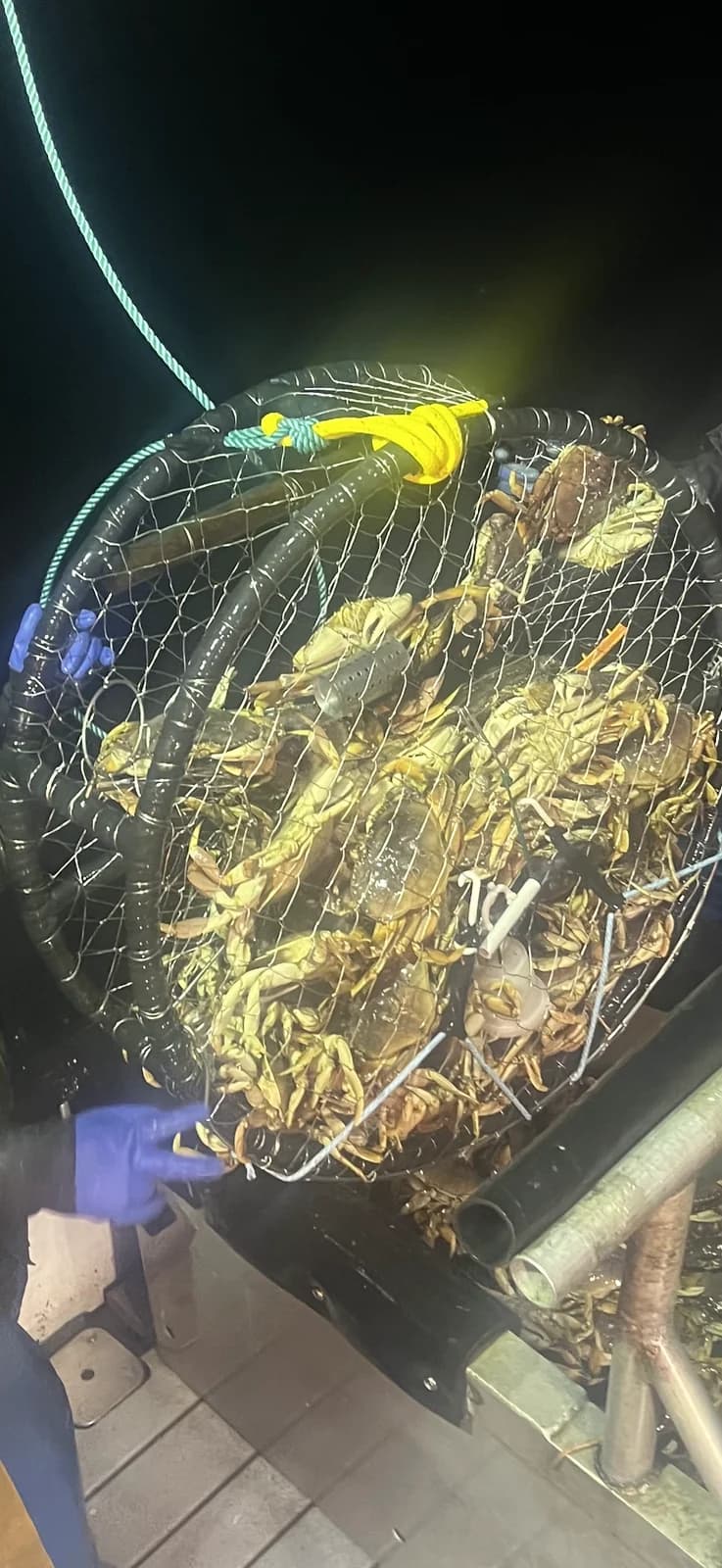 Crab-filled pot beside the deck