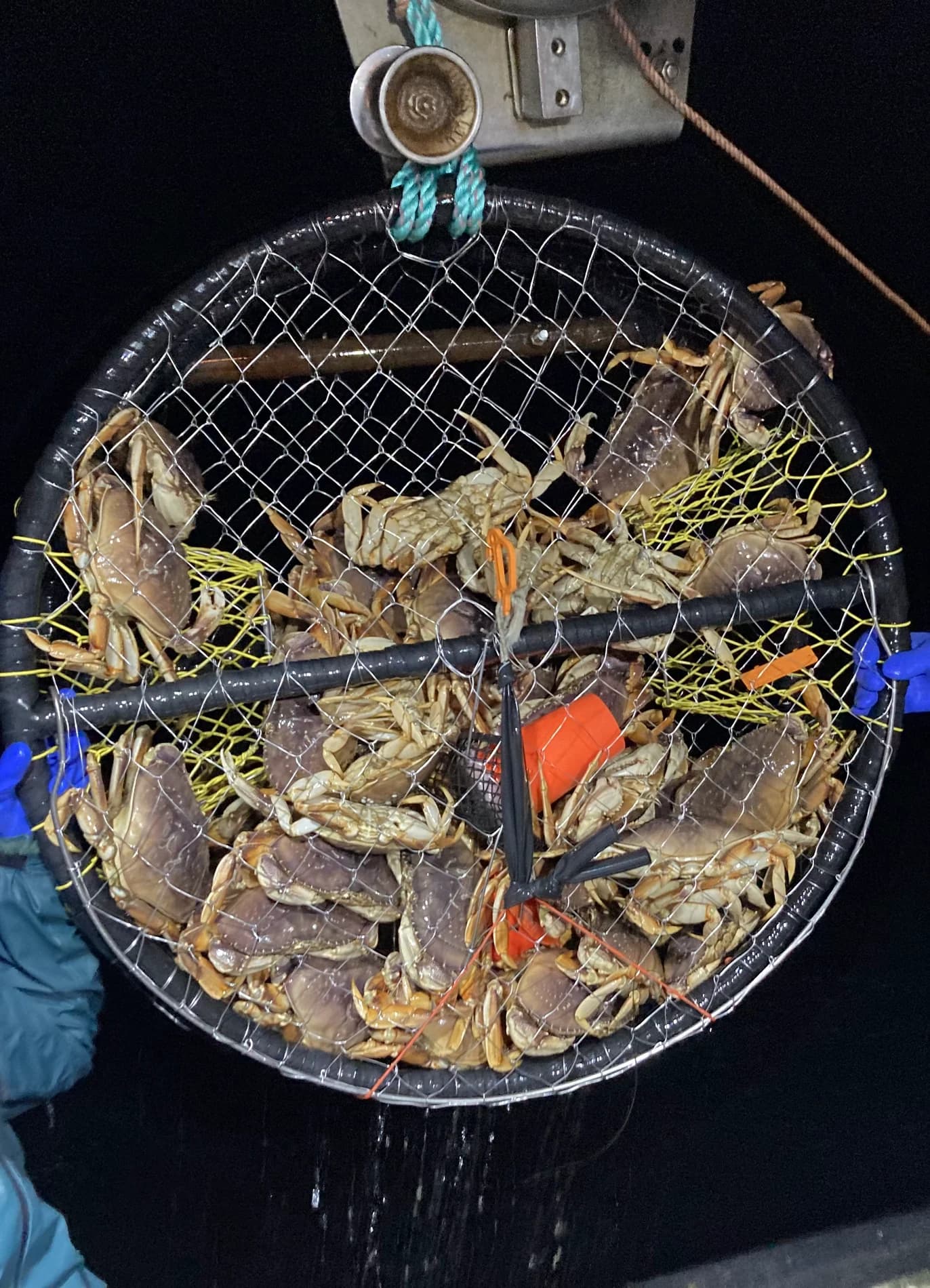 Crab-filled CCP pot suspended beneath the hauler at night